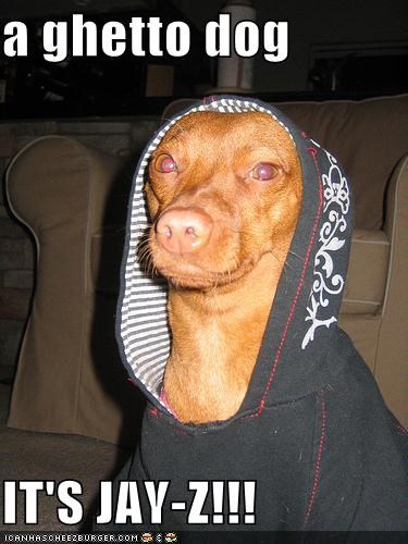 a ghetto dog  IT'S JAY-Z!!!