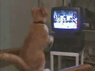Boxing match
