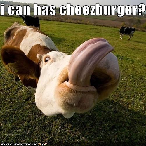 i can has cheezburger??