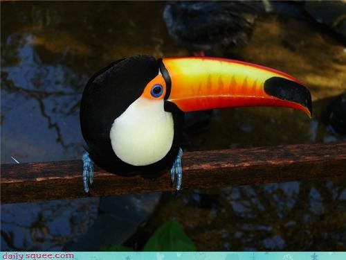 Blue toucan shoes