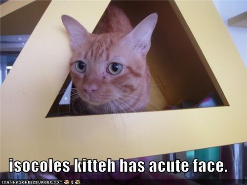 isocoles kitteh has acute face.