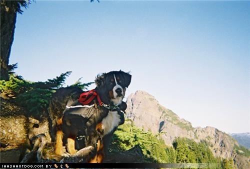 Putting the Mountain in Bernese Mountain Dog