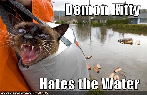 Demon Kitty  Hates the Water
