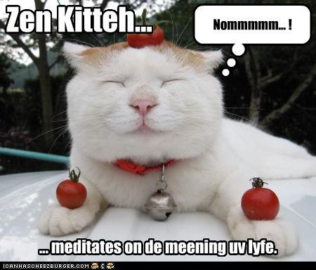 Zen Kitteh...