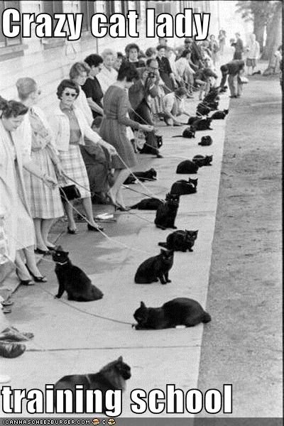 Crazy cat lady  training school