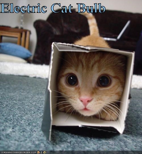 Electric Cat Bulb