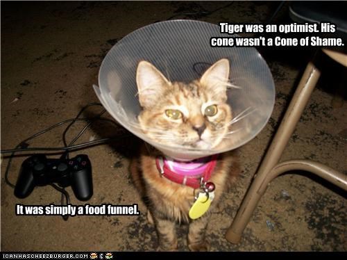 Tiger was an optimist. His cone wasn't a Cone of Shame.