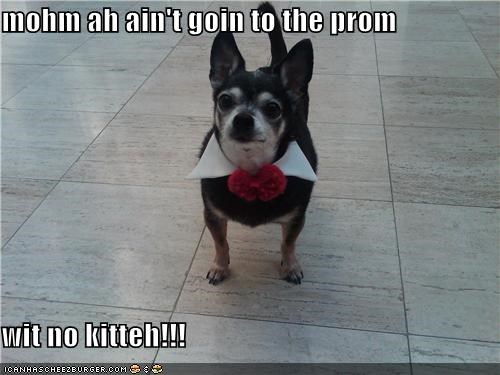 mohm ah ain't goin to the prom  wit no kitteh!!!
