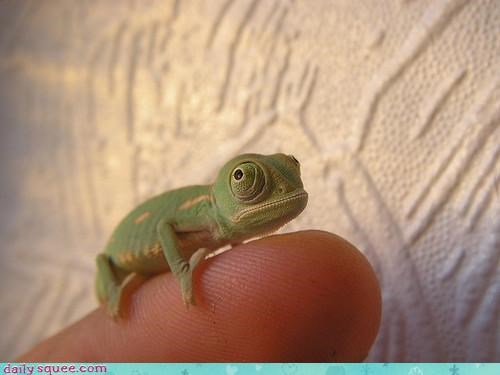 Baby Chameleon 