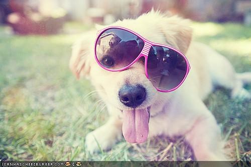 Cyoot Puppeh ob teh Day: Teh fyooturz so brite, ai gotza ware shaydz!