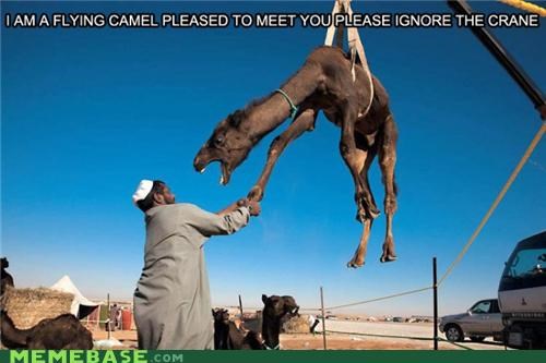 I-am-a-flying-camel-700x466.jpg