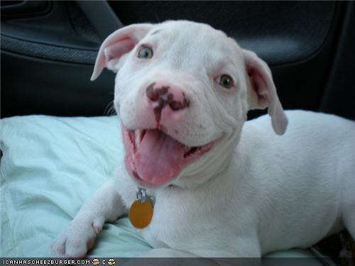 Cyoot Puppeh ob teh Day: Oboi oboi itz Friday!!
