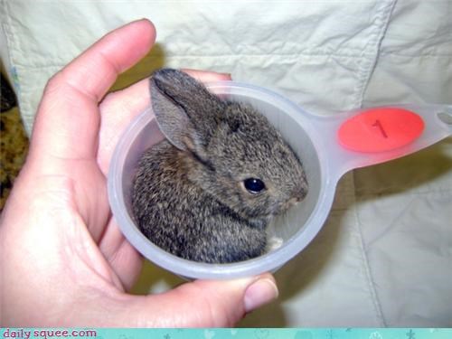 Daily Squee: Bunday: A Cup of Bunny Please