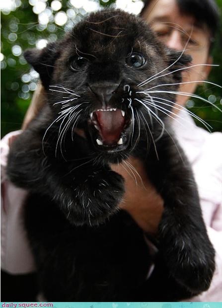 Grumpy Panther Cub 