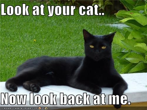 Look at your cat..  Now look back at me.