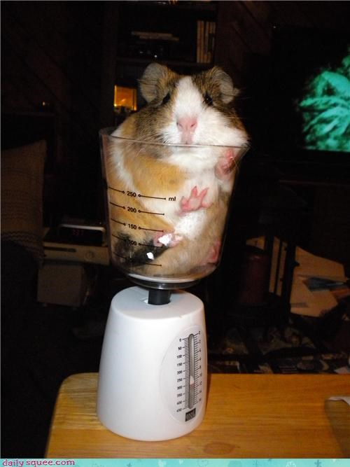 Cavy in a Cup