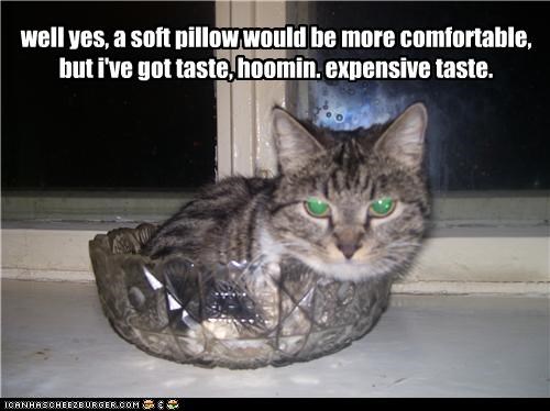 well yes, a soft pillow would be more comfortable, but i've got taste, hoomin. expensive taste.