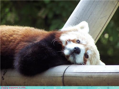 Wistful Red Panda