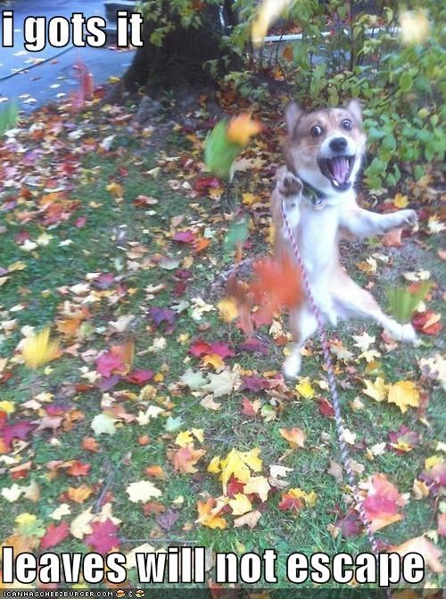 i gots it  leaves will not escape