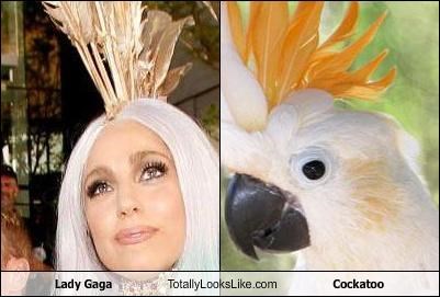 Lady Gaga Totally Looks Like Cockatoo