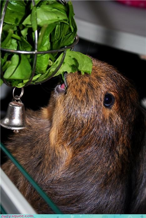 Daily Squee: Reader Squee: Spinach