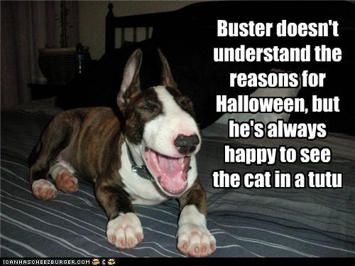 Buster doesn't understand the reasons for Halloween, but he's always happy to see the cat in a tutu