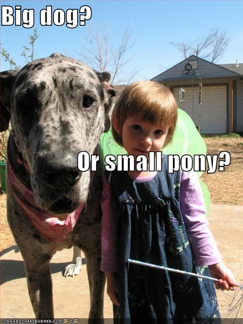 Big dog? Or small pony?