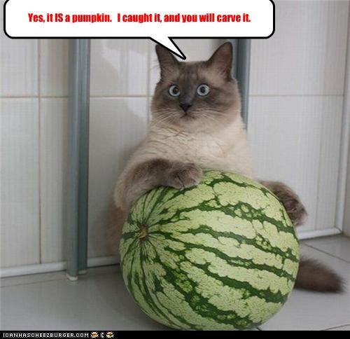 Yes, it IS a pumpkin.   I caught it, and you will carve it.