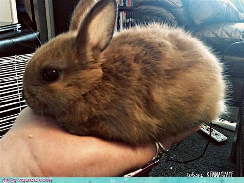Reader Squee: Furball of Squee
