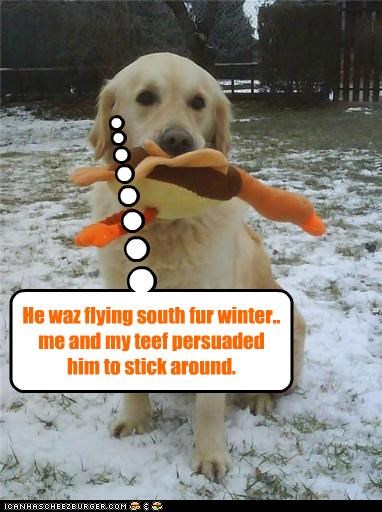 I will love him and play wif him and   break ice in the pond for hims to swims in.