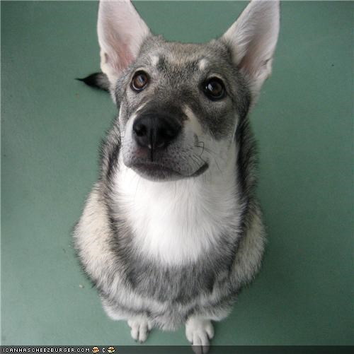 Cyoot Puppeh ob the Day: Dis mai "gimme noms plz" face!