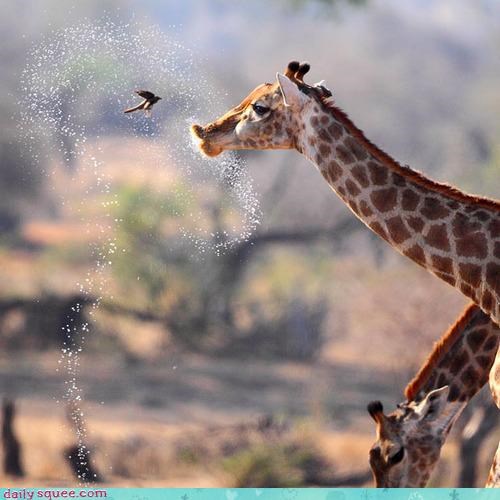 Acting Like Animals: Say It, Don't Spray It