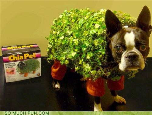 Chia Pet