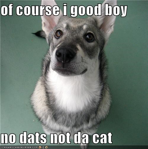 of course i good boy  no dats not da cat
