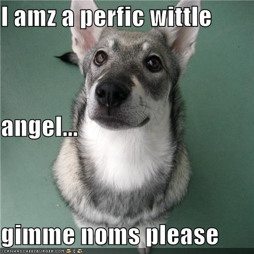 I amz a perfic wittle angel... gimme noms please