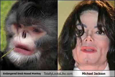 Endangered Snub Nosed Monkey Totally Looks Like Michael Jackson