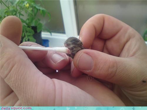 Baby Field Mouse