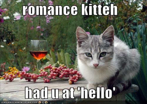 romance kitteh  had u at 'hello'