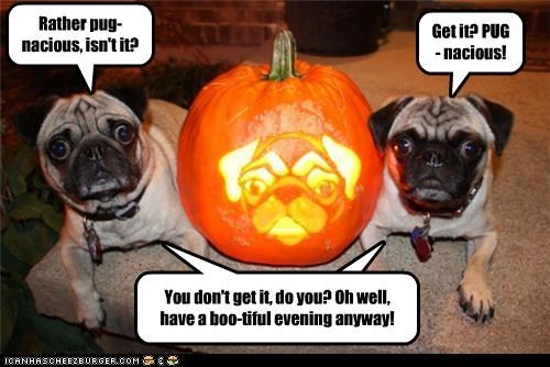 Rather pug-nacious, isn't it?