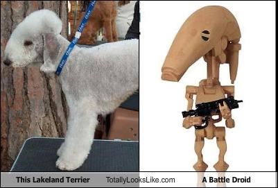 This Lakeland Terrier Totally Looks Like A Battle Droid