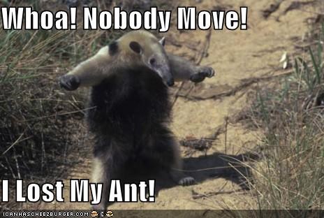 Whoa! Nobody Move!  I Lost My Ant!