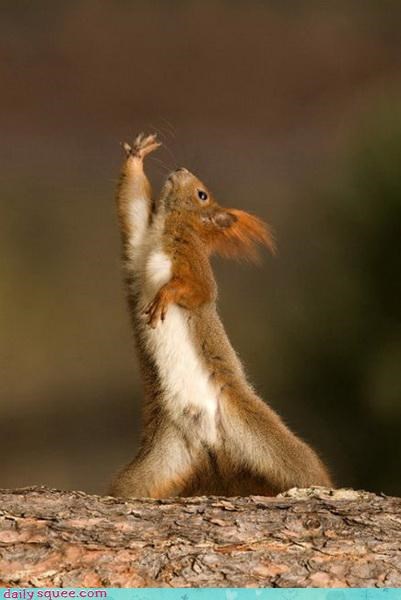 Squirrel auditions for Glee