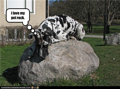 i love my pet rock.