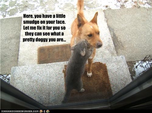 First impressions are important when adopting a pet
