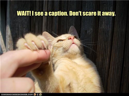 WAIT! I see a caption. Don't scare it away.