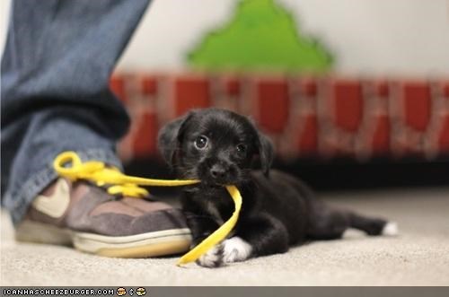 Cyoot Puppeh ob teh Day: Ur shoez untaid! U no can leevz!