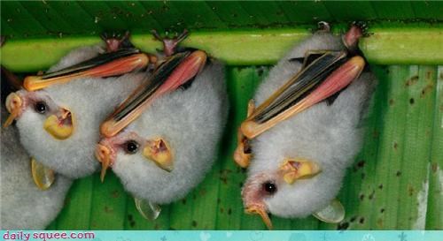 Fluffy Marshmallow Bats