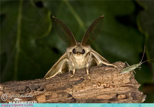 Gypsy Moth Wants To Read Your Fortune.