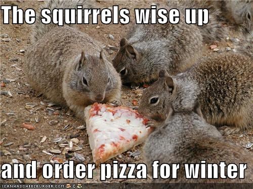 The squirrels wise up  and order pizza for winter