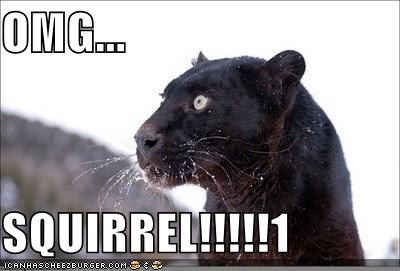 OMG...  SQUIRREL!!!!!1